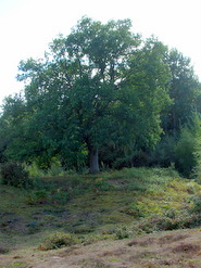 Sep 2013: 3B heath south of newt ponds